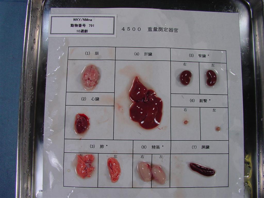 Rat Strains
